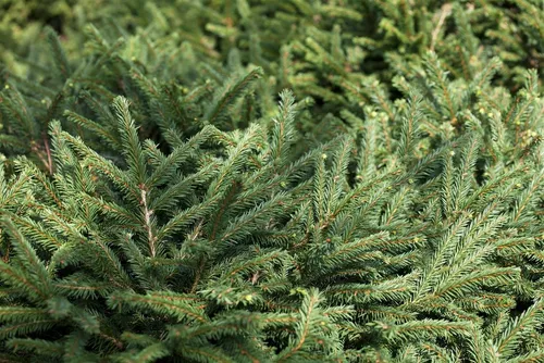 Pflanzen für Dich Konifere Picea abies Pumila Glauca – Blaugraue Fichte, kompaktwüchsig - Kompakte, blaugraue Fichte für sonnige, windgeschützte Standorte. Ideal für kleine Gärten oder als Blickfang im Topf. Wuchsform: Kugelig, Pflege leicht und unkompliziert.