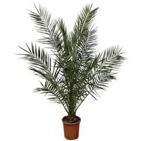 Exotenherz Kanarische Dattelpalme Phoenix Canariensis 27cm Topf 180 cm Hoch
