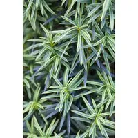 Elegante Säuleneibe Taxus baccata Fastigiata Aureomarginata - Ziergehölz mit goldgerandeten Nadeln, ideal für Struktur und Akzente im Garten. Frosthart, windfest und pflegeleicht, perfekt für sonnige bis schattige Standorte.