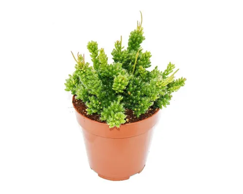 Exotenherz Kaktus Rhipsalis von Exotenherz