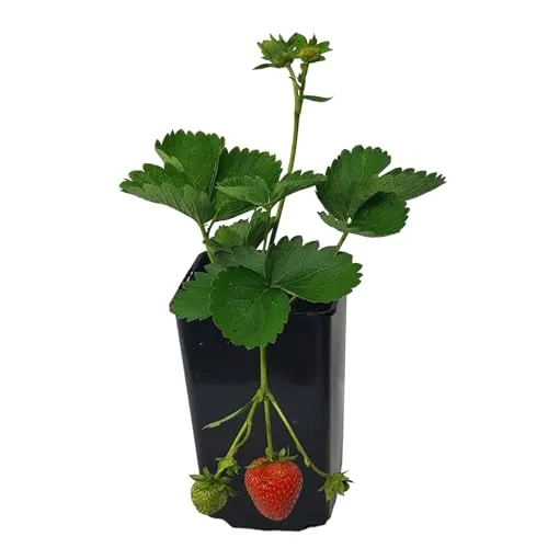 Hängende Erdbeere 1L Pflanze für Anfänger und professionelle Gärtner - Ideal für Kleingarten, Garten - Schöne Pflanze mit ungewöhnlichen Blüten - Genießen Sie jeden Tag ihre Farben