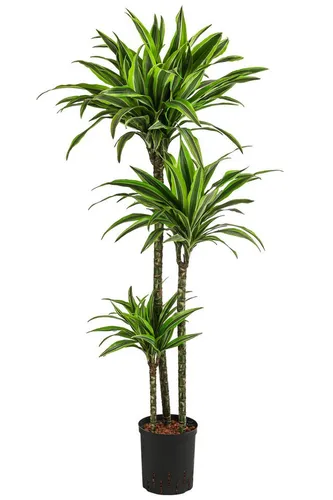 Dehner Drachenbaum Dracaena Lemon Lime von DEHN