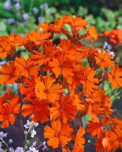 Lychnis x arkwrightii 'Vesuvius' 9x9 cm Topf – Winterhart, Mehrjährig, Pflegeleicht – Brennende Liebe – Staude für Beet & Rabatte