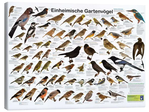 Posterlounge Wandbild Einheimische Gartenvögel, Planet Poster Editions, erhältlich als Poster, Leinwandbild, Wandsticker oder Acrylglasbild