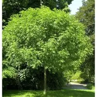 Produktbild Hochstamm Kugel Esche Grüne Kugel 40-60cm