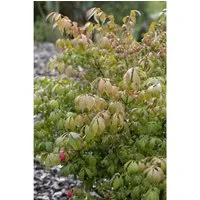 Pflanzen für Dich Gehölze Euonymus alatus Compactus