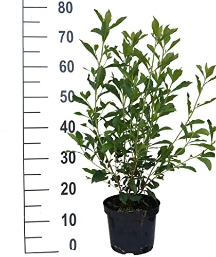 Rosa Zimterle, Silberkerzenstrauch, Clethra alnifolia, 60-80cm im Topf