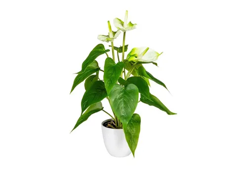 Kunstpflanze Künstliche Anthurie im weißen Kunststofftopf 40 cm in versch. Farben, Fuchs Versand 24/7