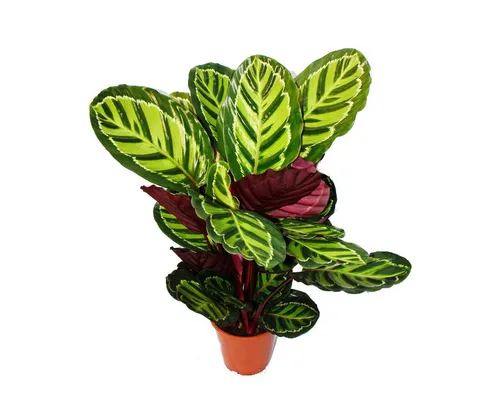 Exotenherz Zimmerpflanze XXL-Schattenpflanze Calathea roseapicta 19cm Topf ca. 60-80cm hoch