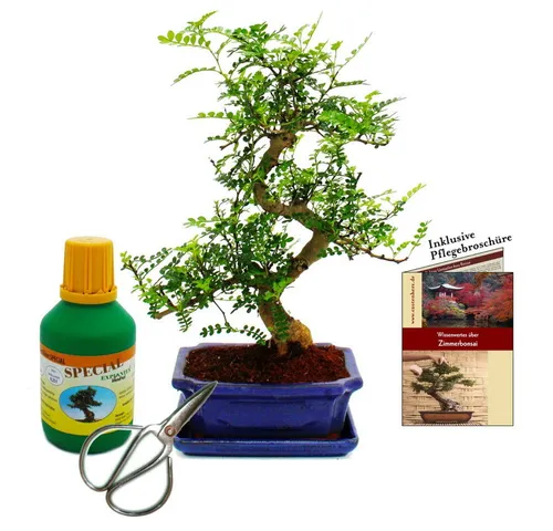 Exotenherz Bonsai Zanthoxylum piperitum - Szechuan-Pfeffer - Zimmerpflanze mit einzigartigem Duft nach Citrus und scharfem Pfeffer. Inklusive Dünger, Schere und Pflegebroschüre für optimale Pflege.