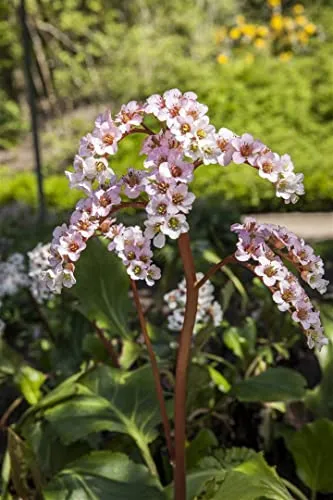 Bergenia cordifolia, Riesensteinbrech mit rosa Blüten - Robuste, wintergrüne Staude mit ledrigen Blättern und eleganten rosa Blüten. Ideal für halbschattige bis schattige Standorte, pflegeleicht und ganzjährig attraktiv.