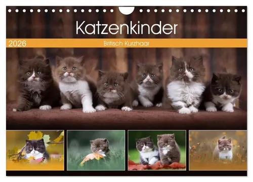 Katzenkinder - Britisch Kurzhaar Wandkalender 2026 - Hochwertiger DIN A4 Wandkalender mit 12 bezaubernden Bildern kleiner Britisch Kurzhaar Kätzchen. Perfekt als Geschenk für Tierliebhaber und umweltfreundlich in Deutschland produziert.