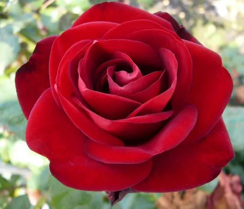 Dehner Edelrose Marlene® - Rote Blütenpracht im Topf - Prächtige Edelrose 'Marlene®' mit gefüllten, duftenden roten Blüten. Ideal für den Garten oder als Vasenschmuck. Starker, kompakter Wuchs, blüht von Juni bis September. Ein echter Blickfang!