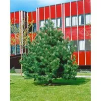 Pinus Nigra Compacta Schwarzkiefer Kompakt 25–30 cm - Sträucher: Die robuste, pflegeleichte Schwarzkiefer begeistert mit dichten, dunkelgrünen Nadeln und eignet sich perfekt für Steingärten, Kübel oder als Solitärpflanze.