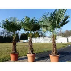 XXL Hanfpalme Trachycarpus fortunei 200-220 cm - Top-Qualität - Bäume, Sträucher & Hecken - Winterharte Hanfpalme mit extra dickem Stamm (30-40 cm), ideal für Garten und Terrasse, robust und pflegeleicht.