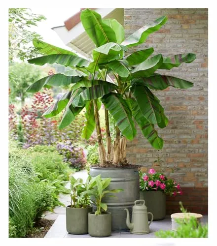 Bäume Rot von BALDUR-Garten