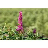 Buddleja Davidii Schmetterlingsstrauch Butterfly Tower 60-80 cm