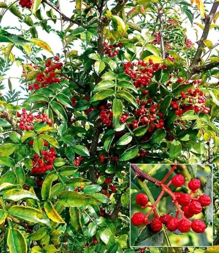 BALDUR Garten Szechuan-Pfeffer Pflanze in gelb von BALDUR-Garten