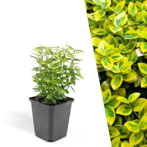 Plants by Frank | 48 Gelbe Spindelstrauch Pflanzen | Euonymus fortunei 'Emerald 'n Gold'