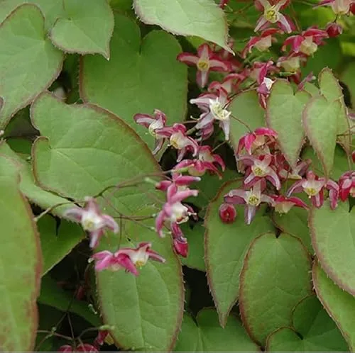 Elfenblume - Epimedium Rubrum Topf 9x9cm: Rote Blüten, schattenverträglich, wintergrün, für naturnahe Gärten. 6 x