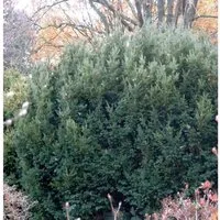 Produktbild Eibe Osterberg 30-40cm - Taxus baccata