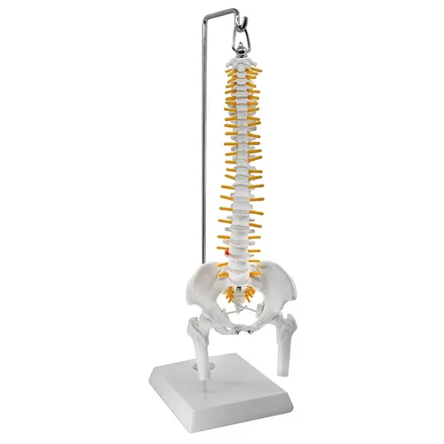 Mini Wirbelsäule Anatomie Modell 40cm flexibel - Anatomisches Modell zur Veranschaulichung der Wirbelsäule, ideal für Lehrzwecke. Hochwertiges PVC-Material sorgt für Langlebigkeit. Perfekt für Schulen oder Praxen.