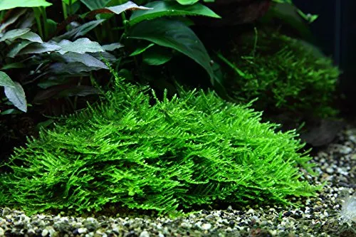 AquaOne Aquarium Pflanze In Vitro 1 Stück Moos Taxiphyllum 'Spiky' Wasserpflanze 1-2-Grow Aquariumpflanzen Moose Becher Labor-Aquarienpflanzen