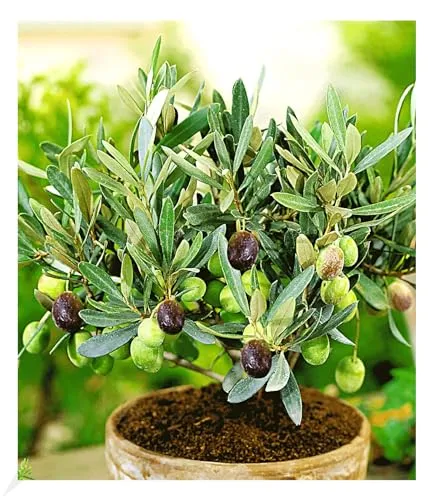 BALDUR-Garten Bäume von BALDUR-Garten