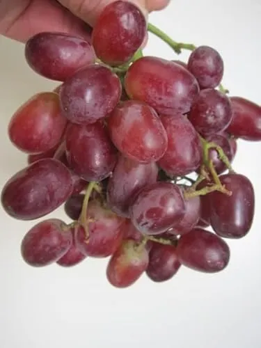 Vitis vinifera Crimson Seedless - Weintraube Crimson Seedless 60-100
