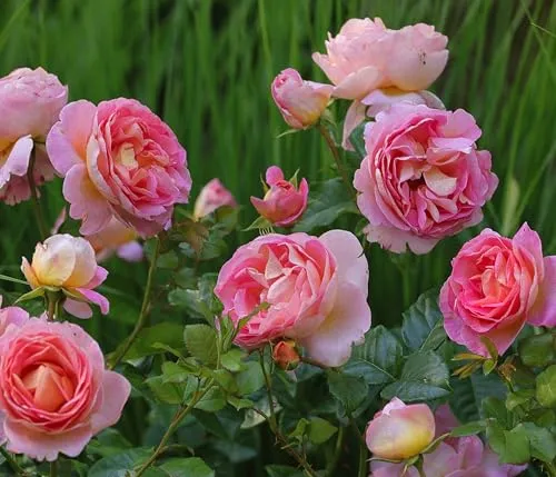 Dehner Edelrose Dornburger Schlossrose - Duftende Rosa-Gelbe Blüten - Die großblütige Edelrose begeistert mit duftenden rosa-gelben Blüten. Ideal für den Garten oder die Terrasse. Wächst kräftig und bringt Farbe in jeden Blumenbeet.