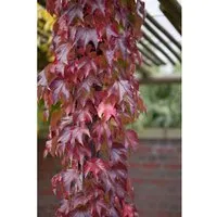 Parthenocissus Tricuspidata Veitchii Robusta Kletterpflanze 60–100 cm