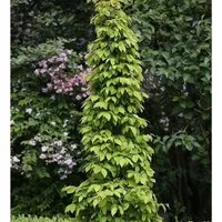 Hainbuche Lucas 60-80cm - Carpinus betulus
