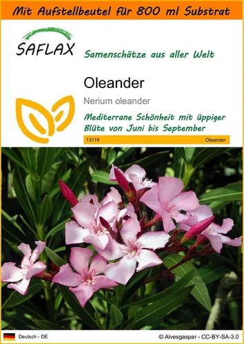 SAFLAX Blumensamen SAFLAX - Garden in the bag - Oleander