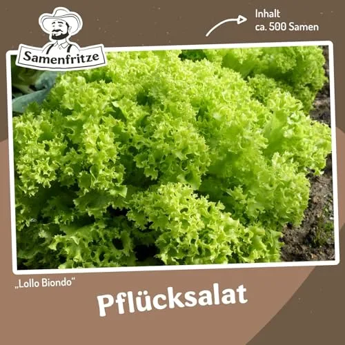 Pflücksalat Lollo Biondo Samen