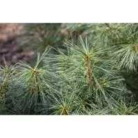 Pflanzen für Dich Konifere Pinus wallichiana 'Nana' - Ziergehölze - Edles, immergrünes Nadelgehölz mit kompakt-hängenden Nadeln, ideal als Solitär oder Kübelpflanze für Terrasse und Balkon.