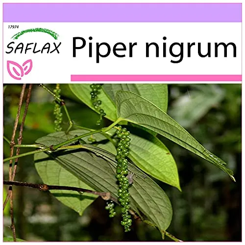 SAFLAX - Kräuter - Echter Pfeffer - 20 Samen - Piper nigrum