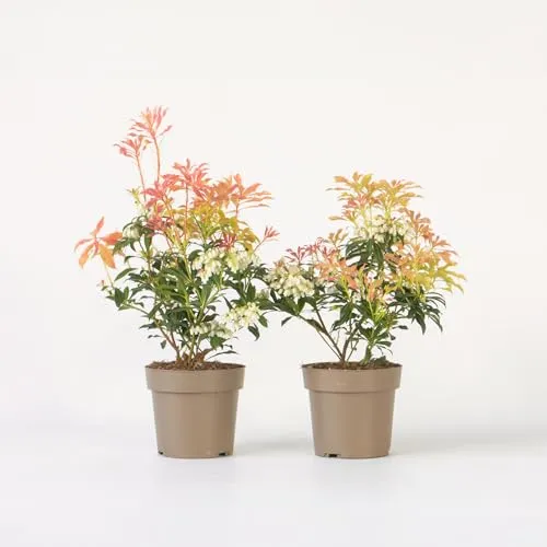 Plant in a Box - Pieris 'Forest Flame' - Winterharter Immergrüner Strauch - Strauch mit feuerroten Blättern und duftenden Blüten, ideal für Halbschatten und zieht Bienen an. Lieferung in stabilem Topf (17cm), Höhe 25-40cm.