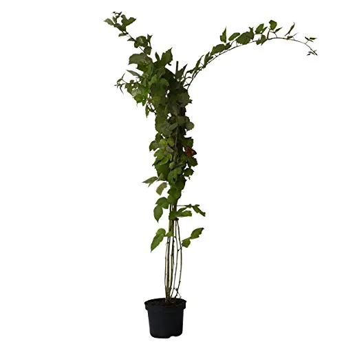 Japanische Weinbeere Rubus phoenicolasius,aromatische süße Beere im 3 Liter Topf, Bienenweide