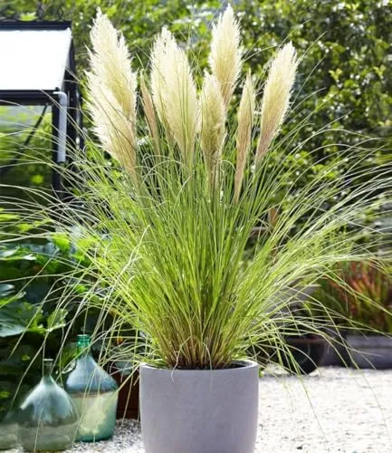 BALDUR Garten 6x Weißes Pampasgras im 9x9 cm-Topf - Stimmungsvolle Ziergras-Pflanze für Garten und Terrasse. Pflegeleicht und mehrjährig, ideal für sonnige bis halbschattige Standorte. Blühend ab dem 1. Standjahr, Höhe bis 200 cm.