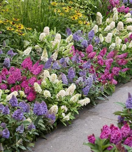 BALDUR Garten 3er-Mix Zwerg-Schmetterlingsflieder 'Little Rockstars®' - Kompakter Mix aus duftenden Blütenpflanzen im 12 cm Topf, ideal für Beet & Kübel, blüht monatelang und ist pflegeleicht.