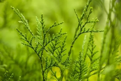 Produktbild Thuja plicata 'Excelsa' – Pflegeleichter Riesen-Lebensbaum für Ihren Garten