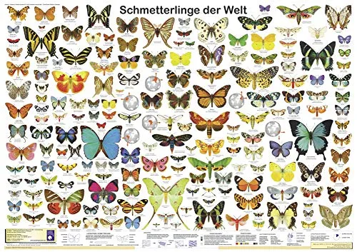 Schmetterlinge der Welt (Planet-Poster-Box) von Planet Poster Editions