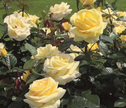 Dehner Edelrose Avec Amour®, gelbe Blüten, 15-30 cm, duftend, 4 l Topf - Entdecken Sie die Edelrose Avec Amour® mit ihren zarten, gelben Blüten und intensivem Duft. Ideal für jeden Garten, bringt sie Farbe und Freude in Ihre Außenanlage. Regenunempfindlich und pflegeleicht!
