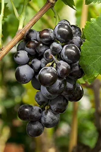 Vitis vinifera kernlos 80-100 cm – Winterhart, Mehrjährig – Weinrebe/Tafeltraube – Kletterpflanze für Pergola & Rankhilfe