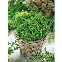 Chamaecyparis pisifera 'Nana' - Kompakte Zwerg-Scheinzypresse - Ziergehölze: Immergrüne Konifere mit dekorativem, rundlich-kugeligem Wuchs, ideal für kleine Beete und Kübelpflanzung. Robust und pflegeleicht, bringt Farbe und Struktur das ganze Jahr über.