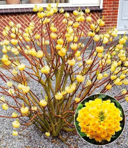 BALDUR Garten Edgeworthia Grandiflora - Duftender Zierstrauch - Winterharter, mehrjähriger japanischer Papierbusch mit duftenden Blüten von Februar bis April, ideal für sonnige bis halbschattige Standorte.
