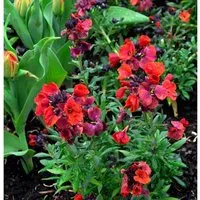 Produktbild Goldlack Constant Cheer - Erysimum cheiri