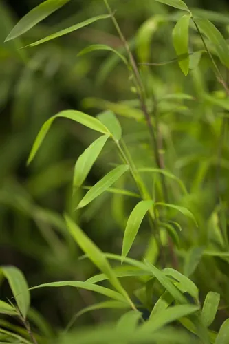 Pflanzen für Dich Hecken Fargesia nitida Great Wall, 1 St., winterharter Schirmbambus für Sichtschutz - Der Fargesia nitida ‘Great Wall’ ist ein eleganter, immergrüner Gartenbambus mit dichtem Wuchs. Ideal als Sichtschutz und pflegeleichte Kübelpflanze für moderne Gärten. Wächst horstbildend und bringt lebendige Farbe in Ihren Garten.
