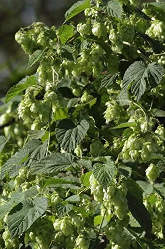 Hopfen - Bierhopfen - 20 Samen