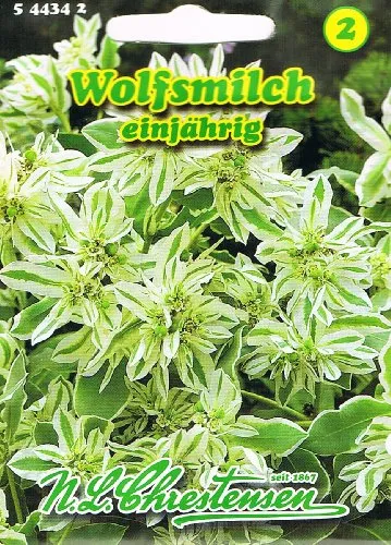 Wolfsmilch 'White Top' einjährig,dekorativ, Schnittblume 'Euphorbia marginata'